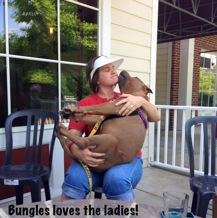 Bungles lap dog